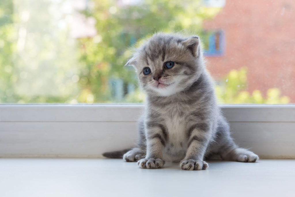 Scottish Fold Katzenrassen Zooplusch