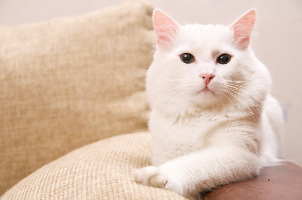 Tykisk angora som ligger ned Tykisk angora som ligger ned