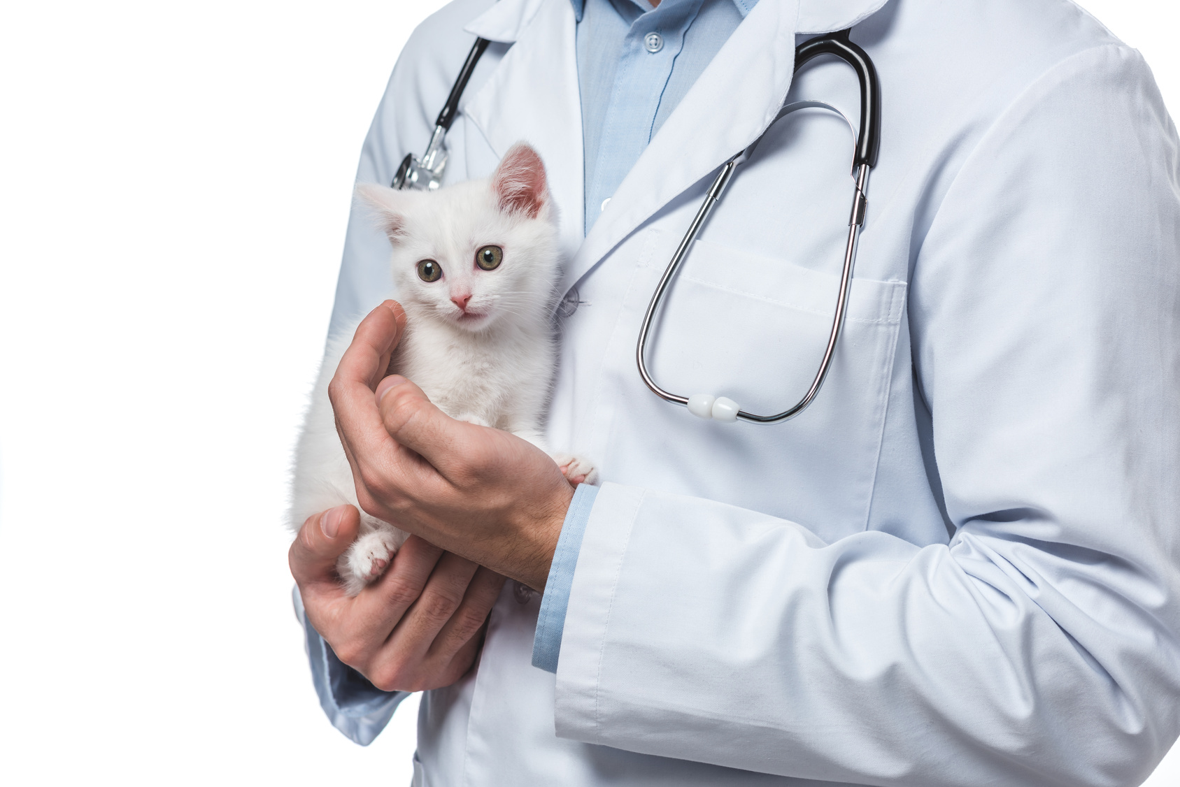 vorsorge für kitten