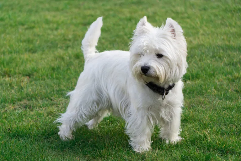 west highland white terrier im gras