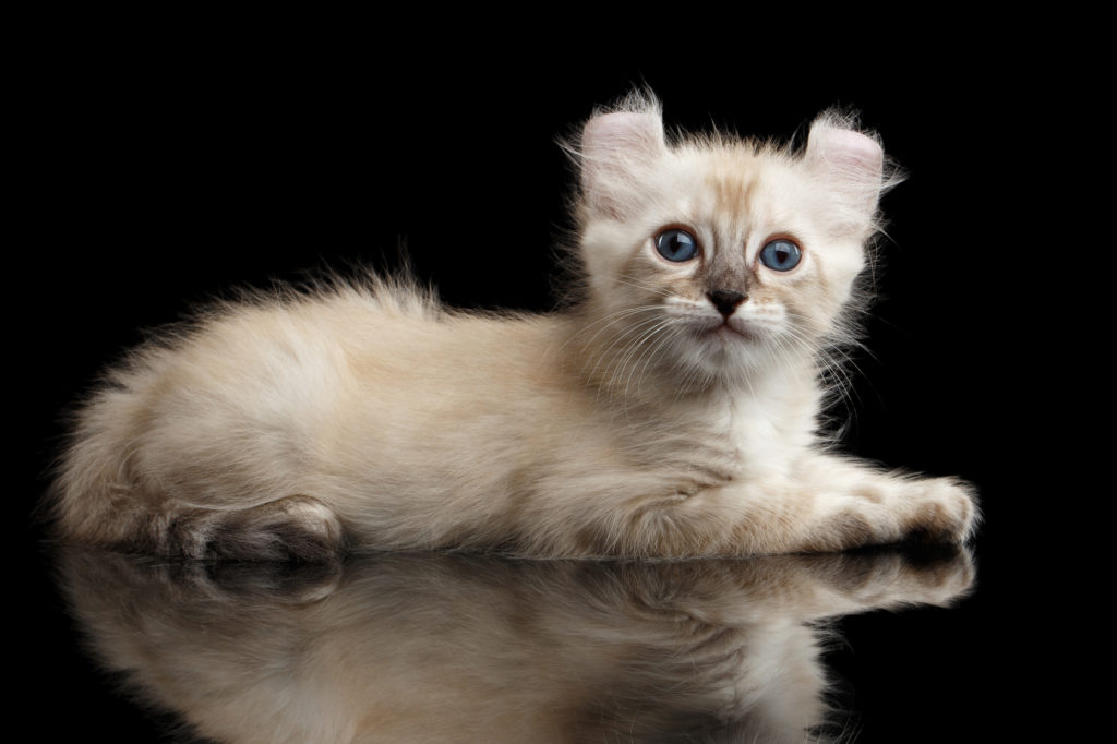 american curl kitten cremefarbe