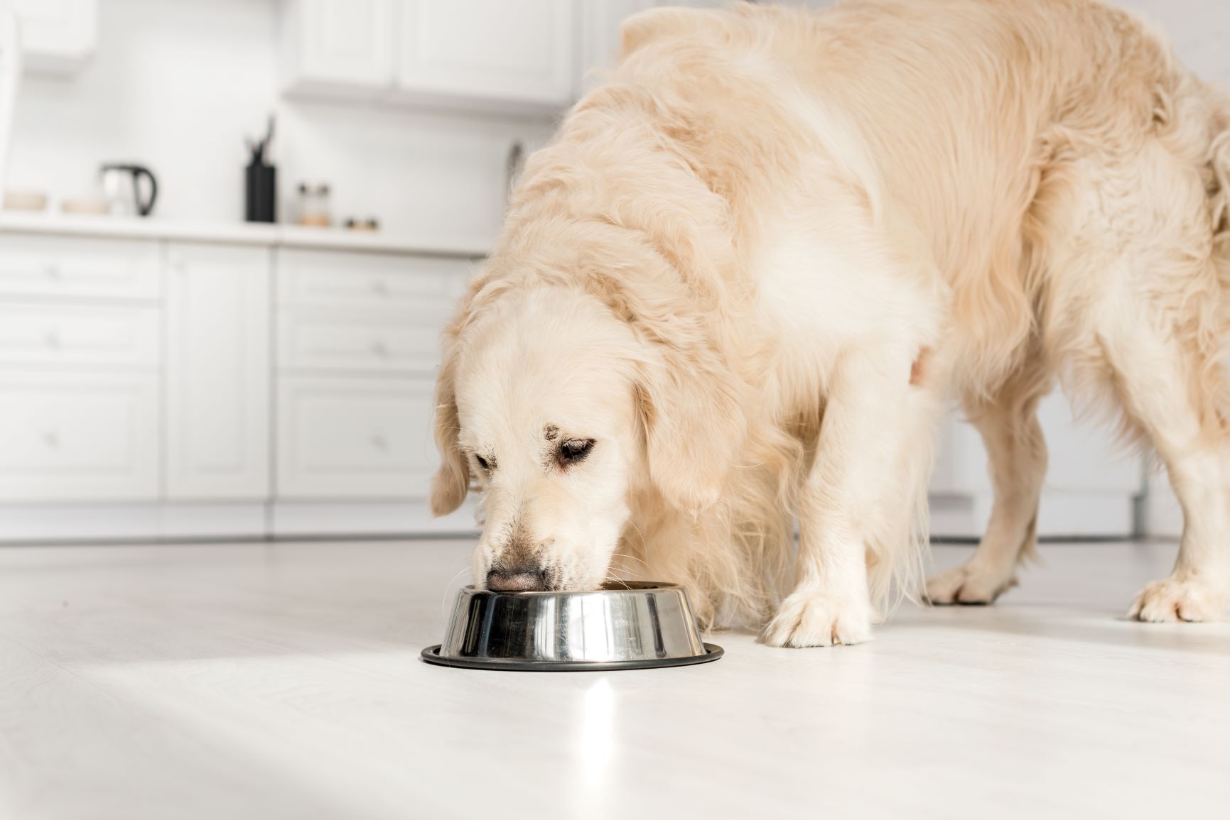 Golden Retriever Hund zu dick