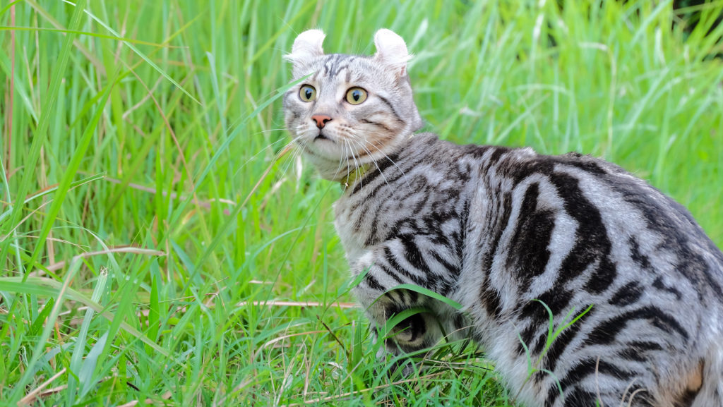 grau american curl im grass grau american curl im grass
