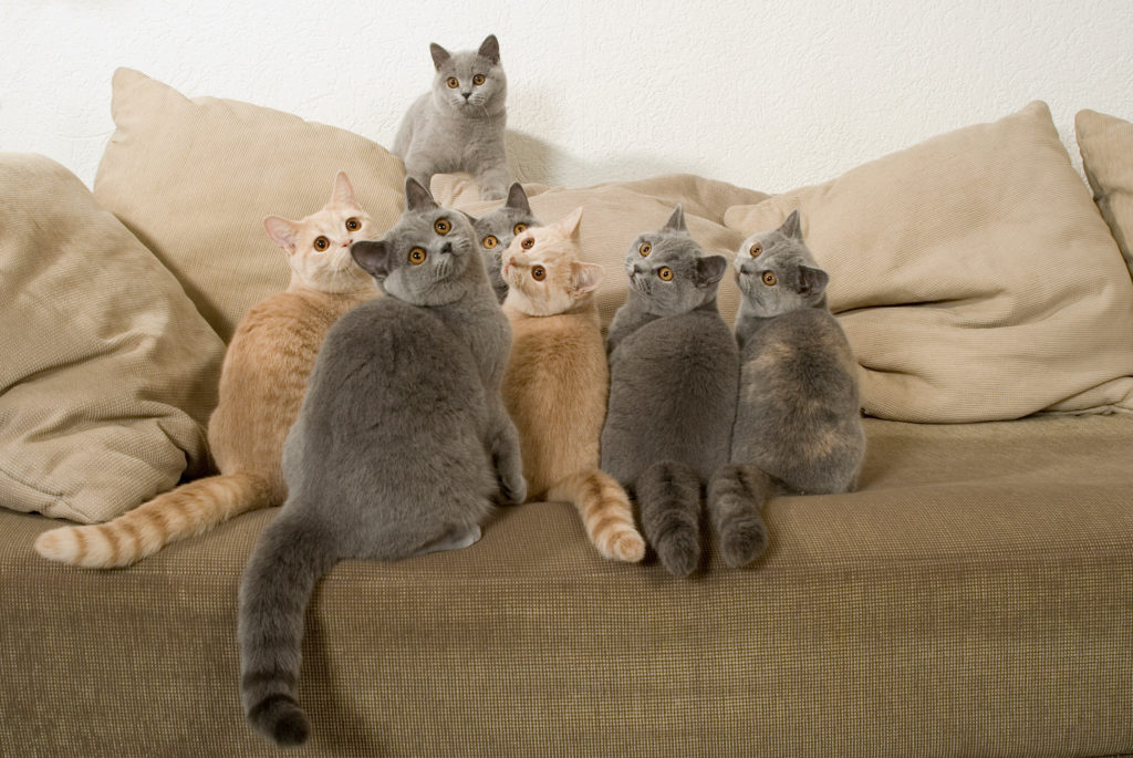 mehrkatzenhaushalt mehrkatzenhaushalt