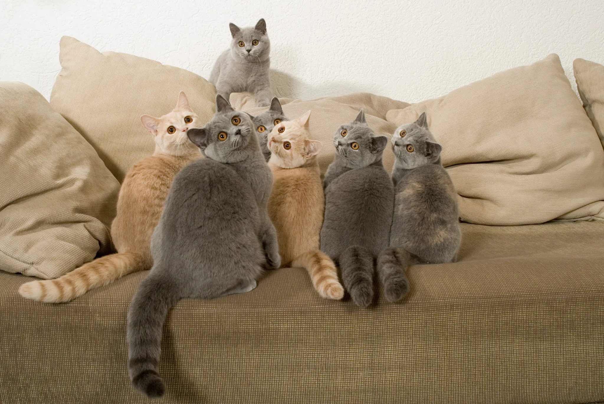 mehrkatzenhaushalt
