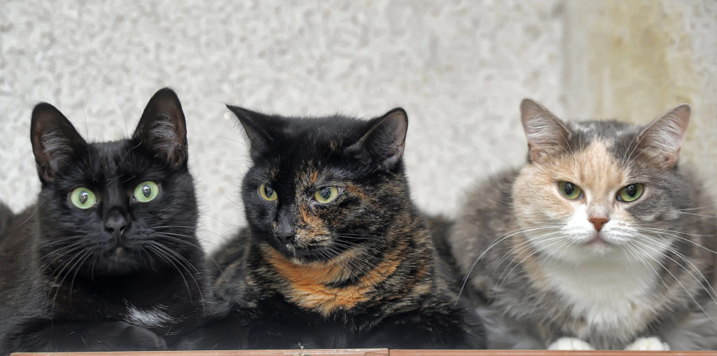 mehrkatzenhaushalt mehrkatzenhaushalt