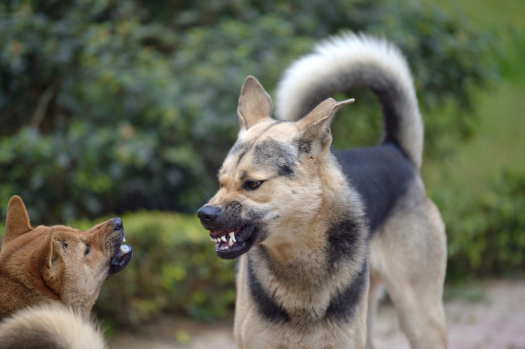 aggressiver hund