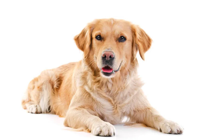 Ernährung Golden Retriever
