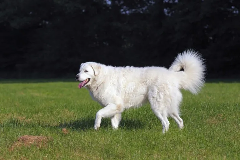 kuvasz im gras