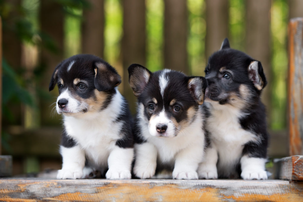 drei hundewelpen im garten