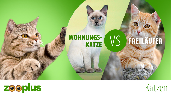 Wohnungskatze Vs Freiläufer Katzenhaltung Zooplusch