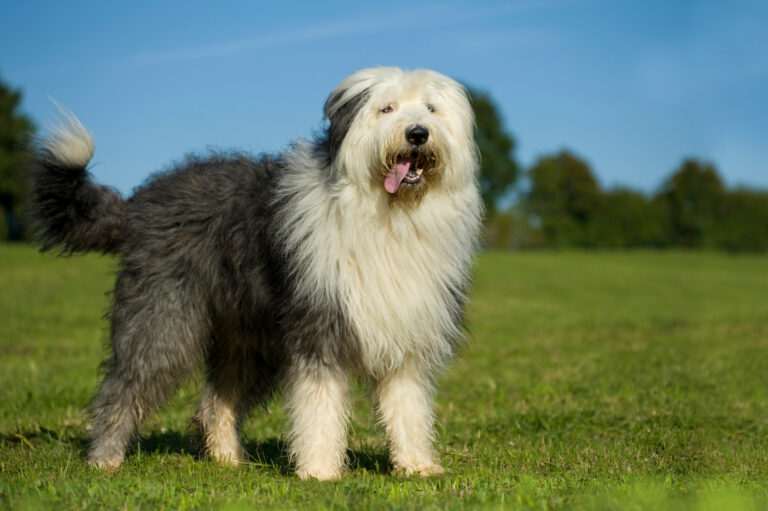 Bobtail (Old English Sheepdog) steht in einer Wiese