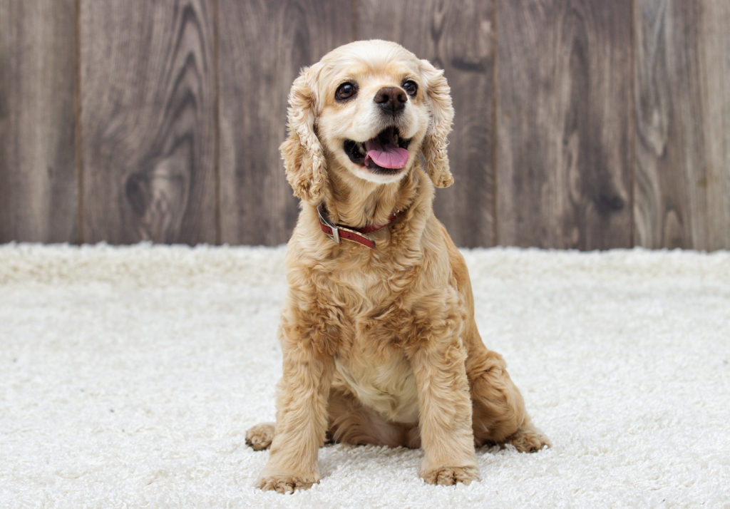 American cocker spaniel welpe sitzt