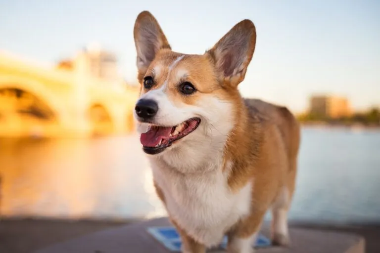 Welsh Corgi Pembroke lächelt in die Kamera