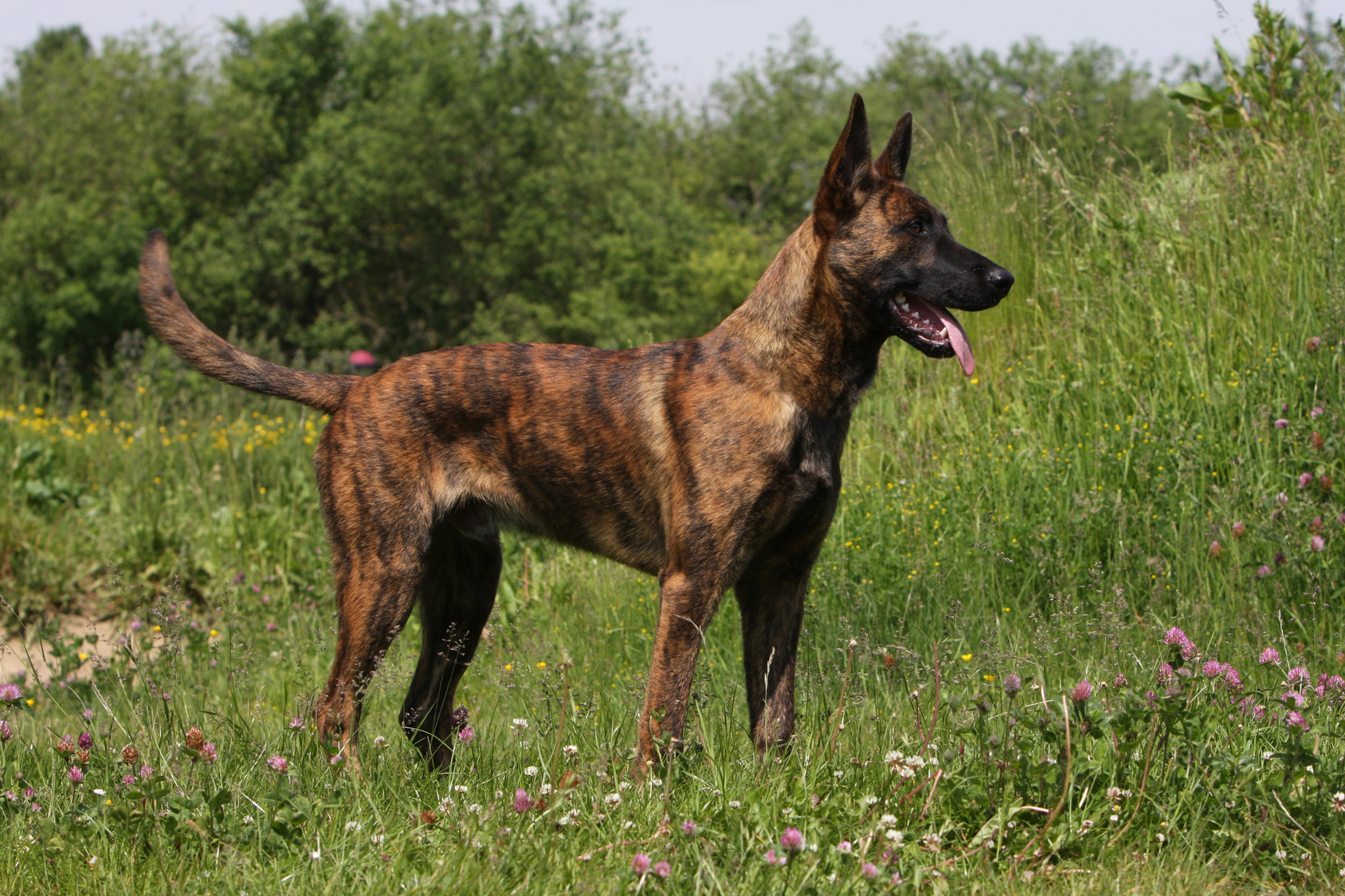 Holländischer Schäferhund Profil