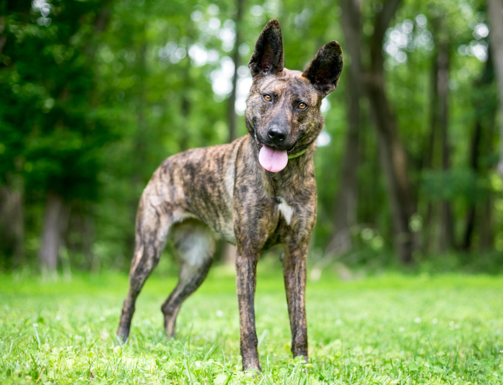 Holländischer Schäferhund Fellfarbe