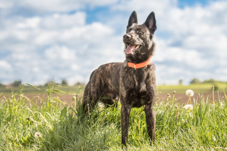 holländischer schäferhund portrait