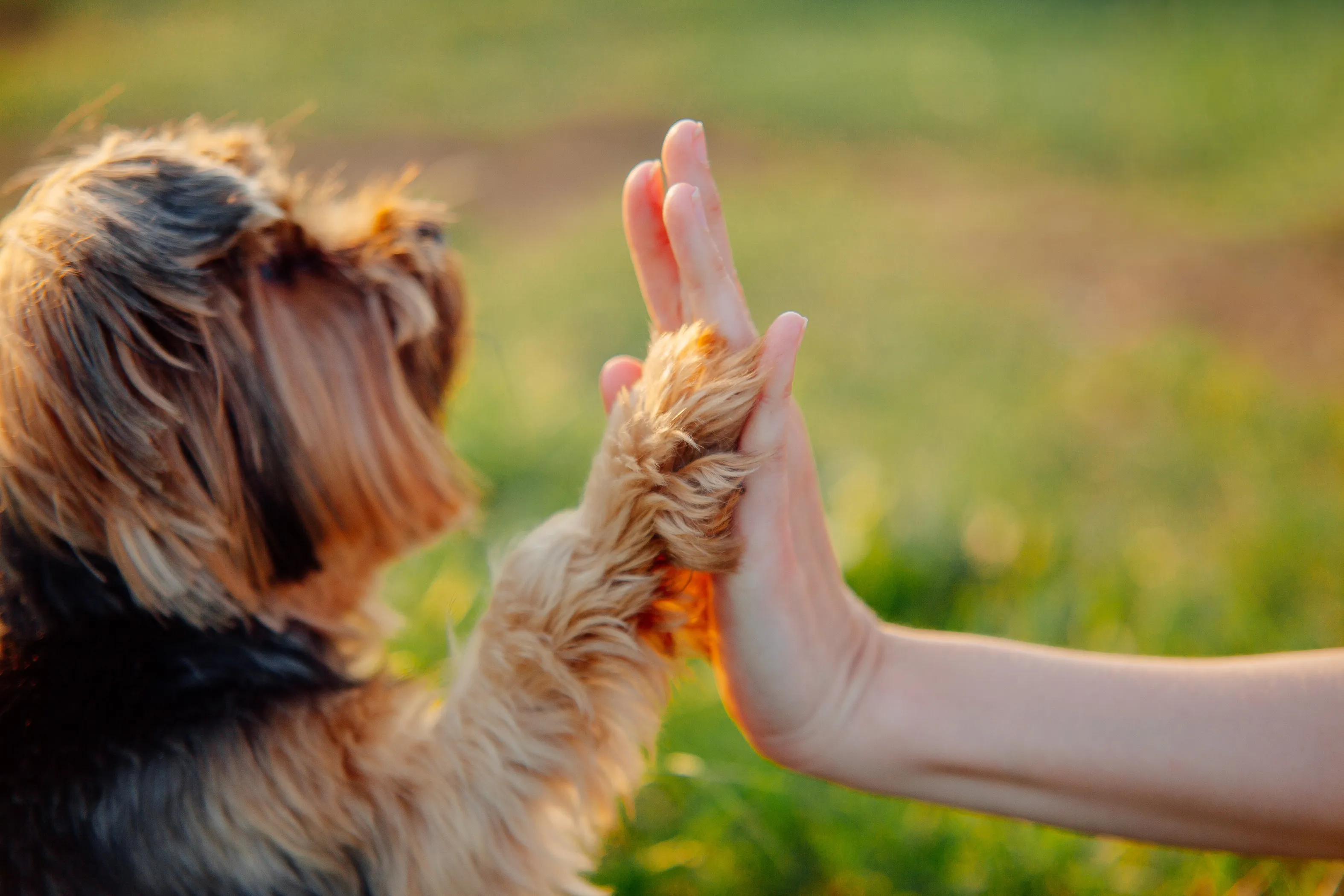 hunde Kastration hunde Kastration
