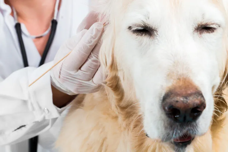 Milben beim hund Milben beim hund