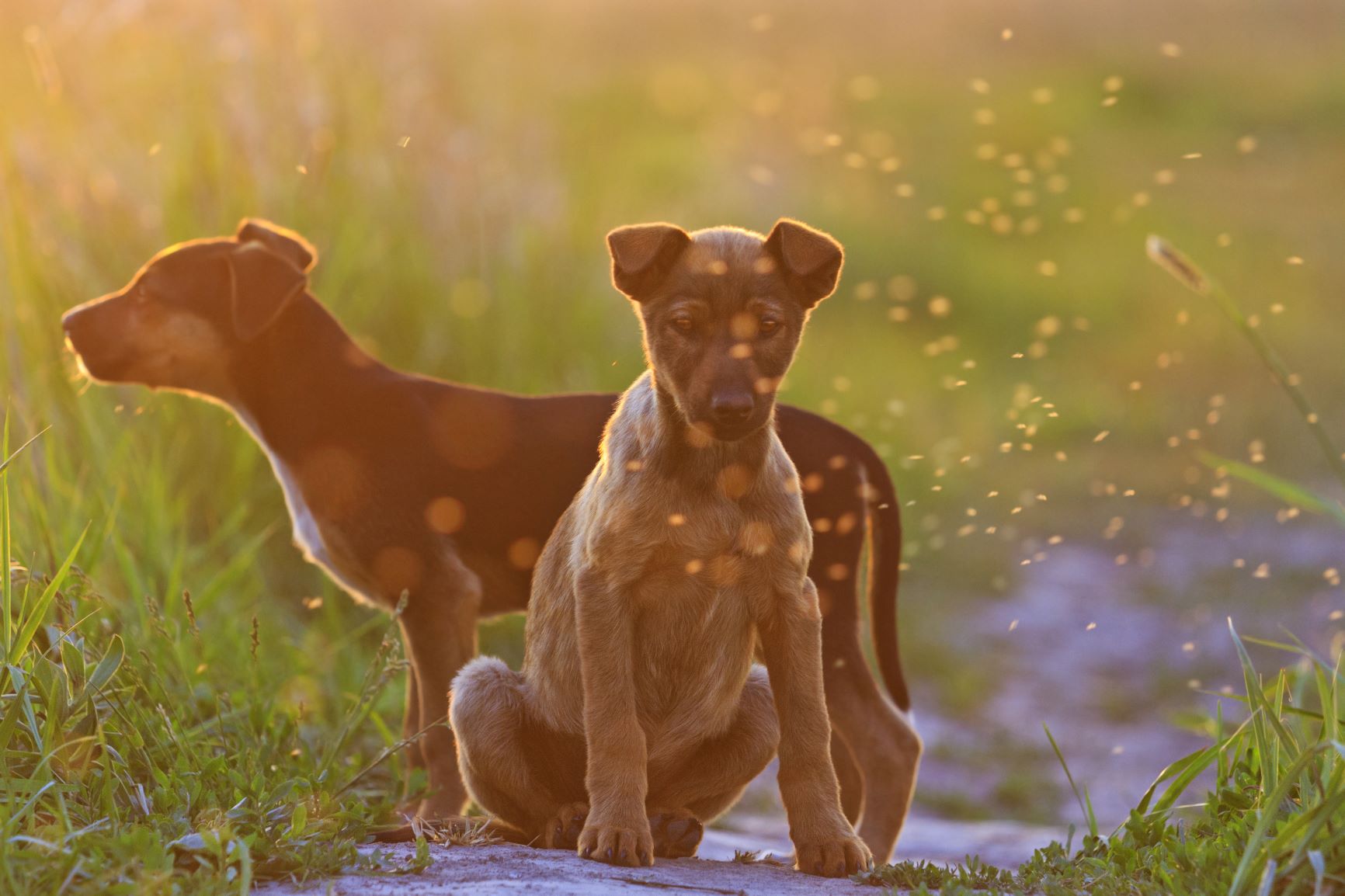 Leishmaniose beim Hund Symptome, Ursachen & Behandlung zooplus.ch