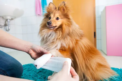Erste Hilfe für Hunde Erste Hilfe für Hunde