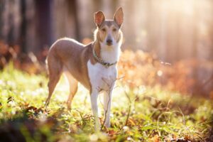 Kurzhaarcollie