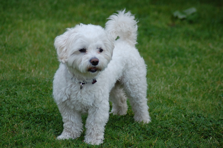 maltezer in het gras