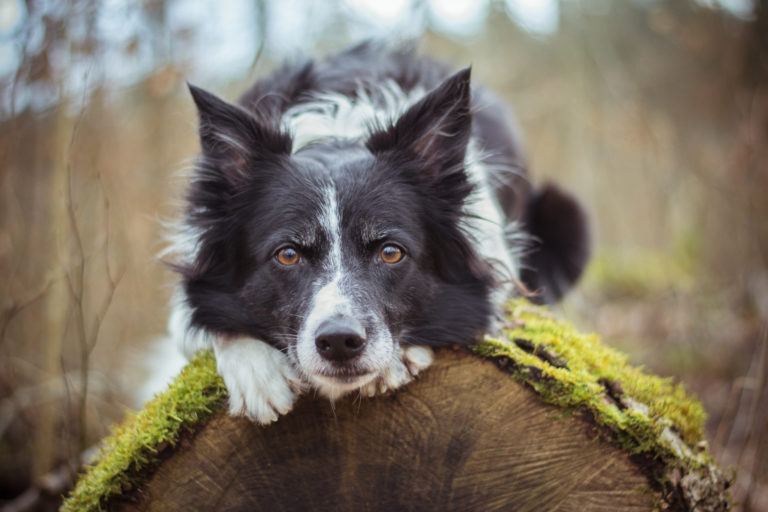 Border Collie auf Baumstamm