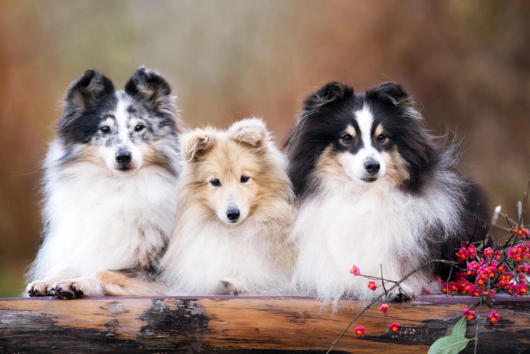 drei sheltie farben