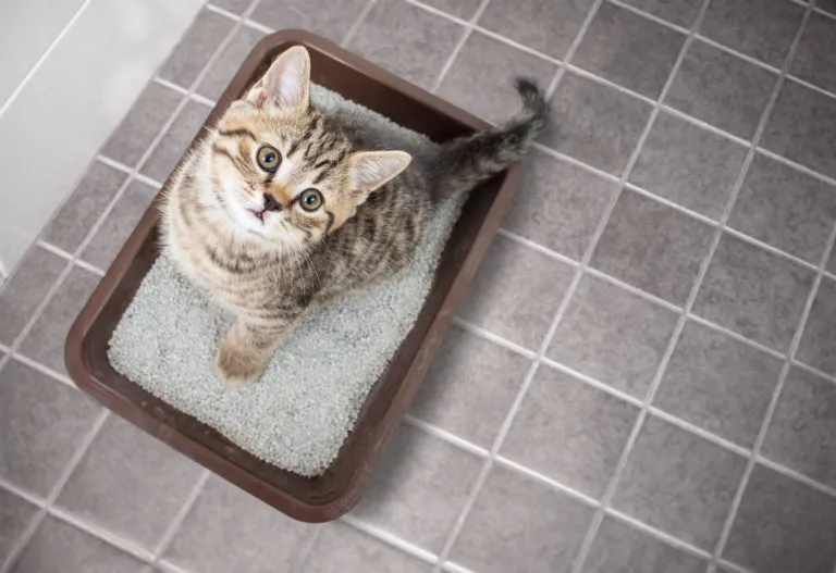 kitten im katzenklo schaut nach oben in die kamera
