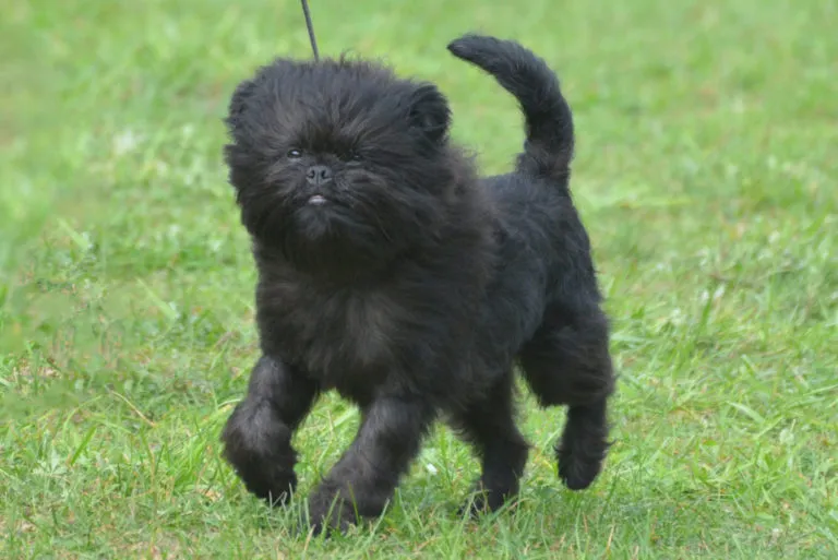 Ein schwarzer Affenpinscher auf einer Wiese