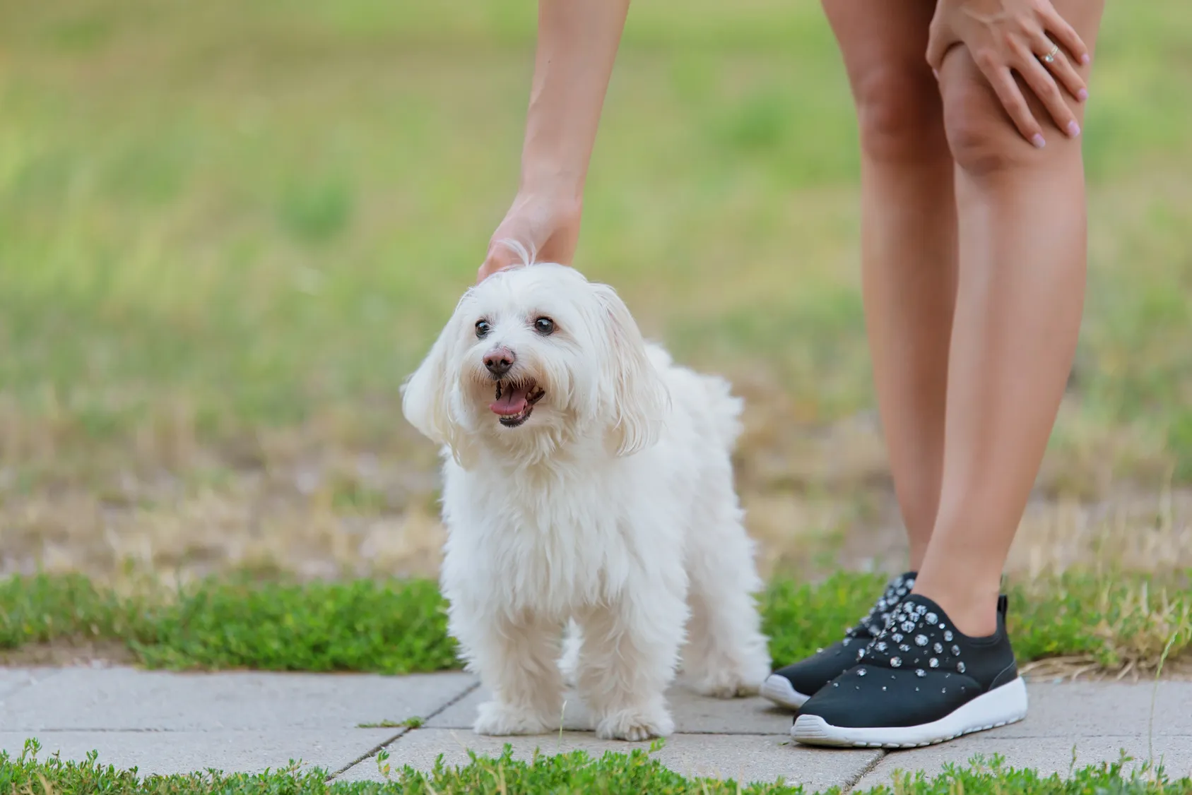 wei&szlig;er bologneser hund