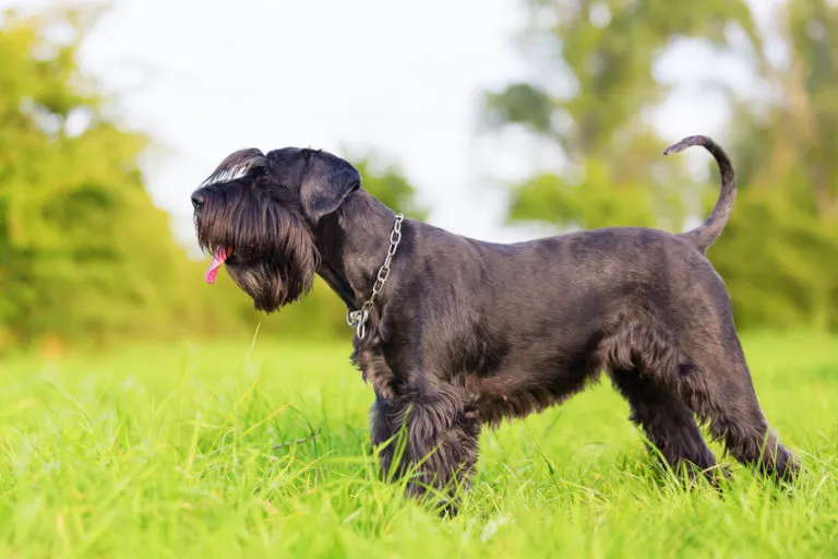 mittelschnauzer im gras