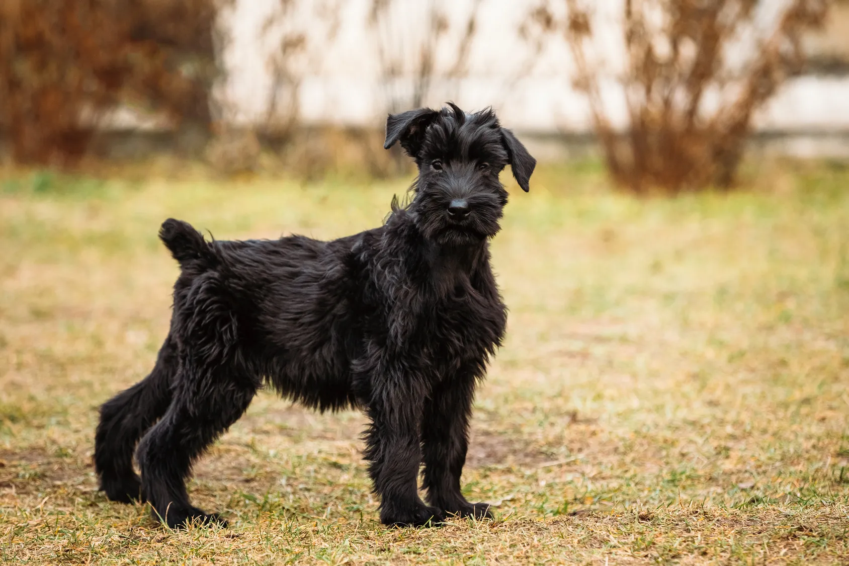 riesenschnauzer welpe
