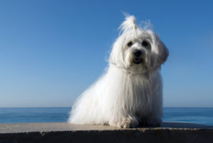 Coton de Tuléar
