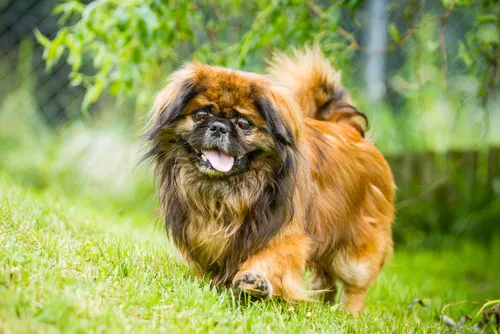 Pekingese Hund