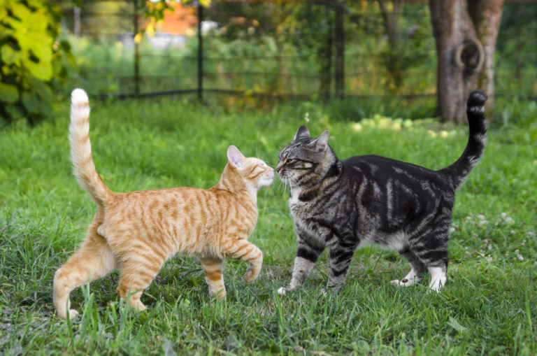 katzen zusammenführung