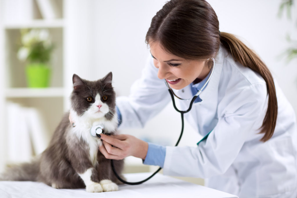 Ein Katzenbaby wird vom Tierarzt abgehört