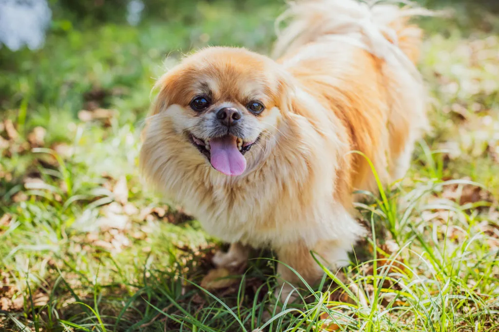 Pekingese im Gras