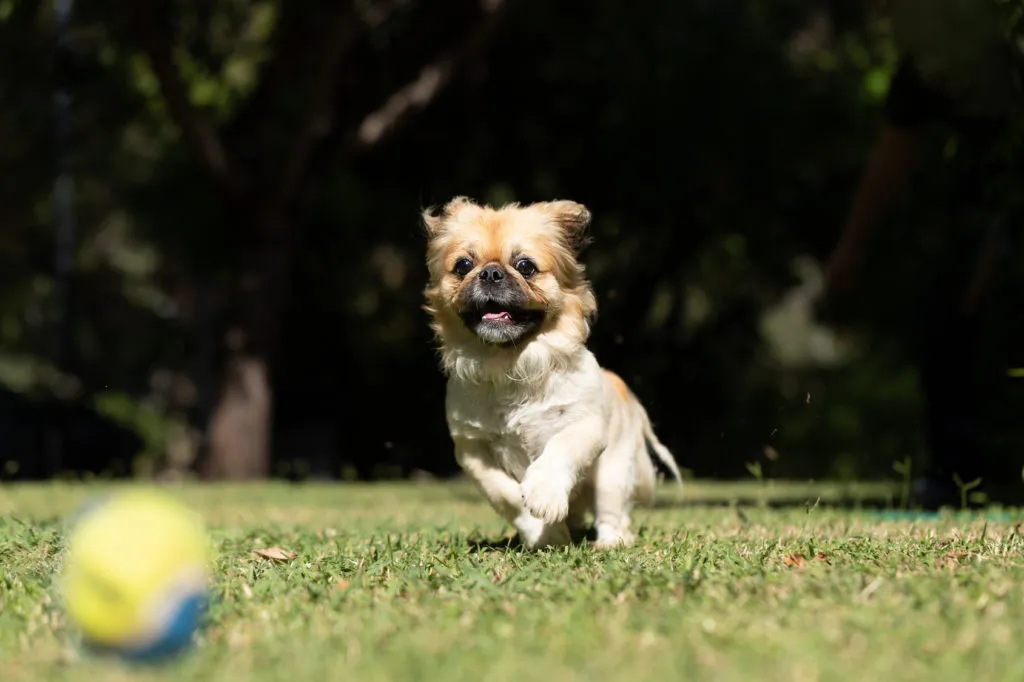 Pekingese Welpe