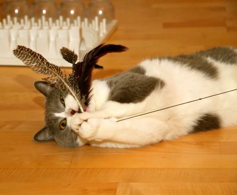 Katzenangel Bird mit Federn