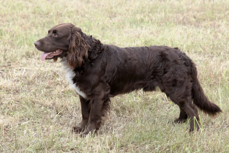 deutscher wachtelhund