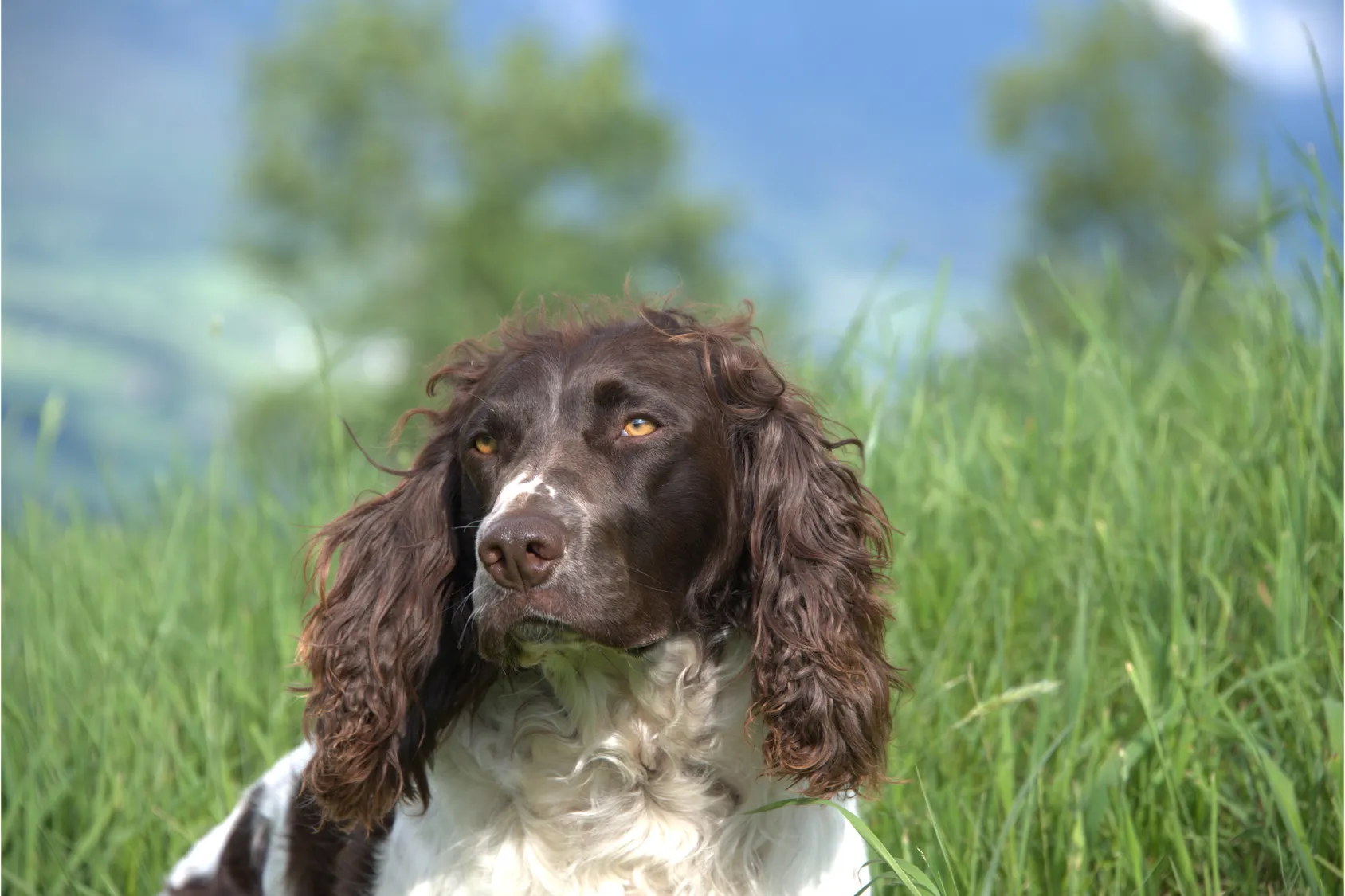 deutscher wachtelhund portrait