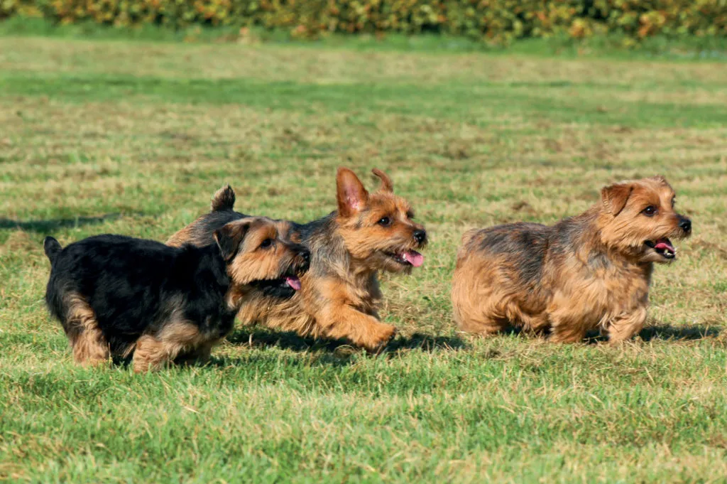 norfolk terrier spielen