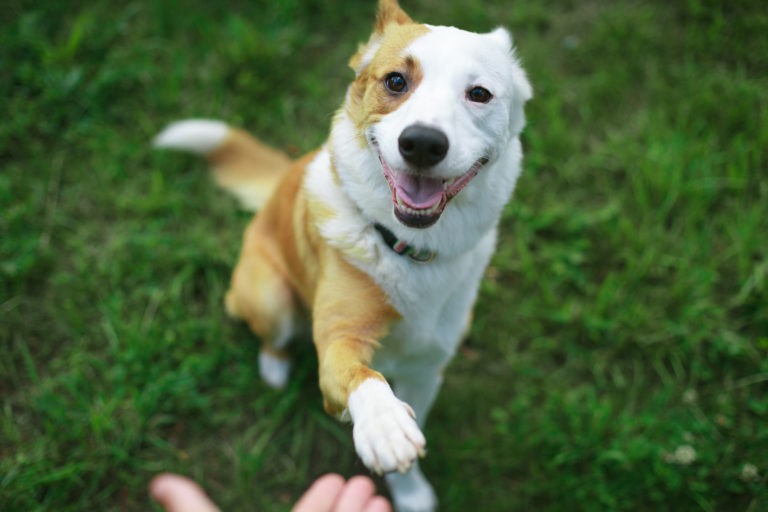 erwachsene hunde erziehen