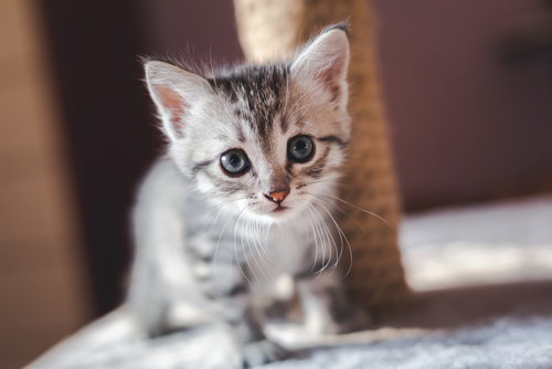 Geschlechtsbestimmung Bei Kitten Mädchen Oder Männchen