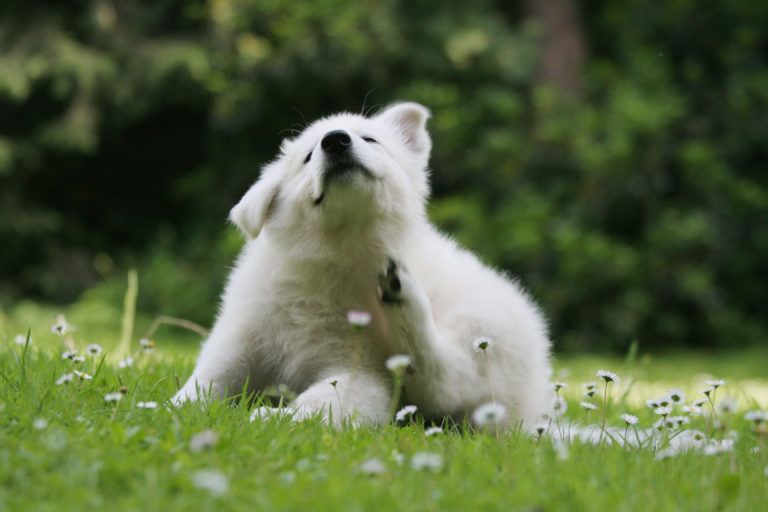 Juckreiz beim Hund