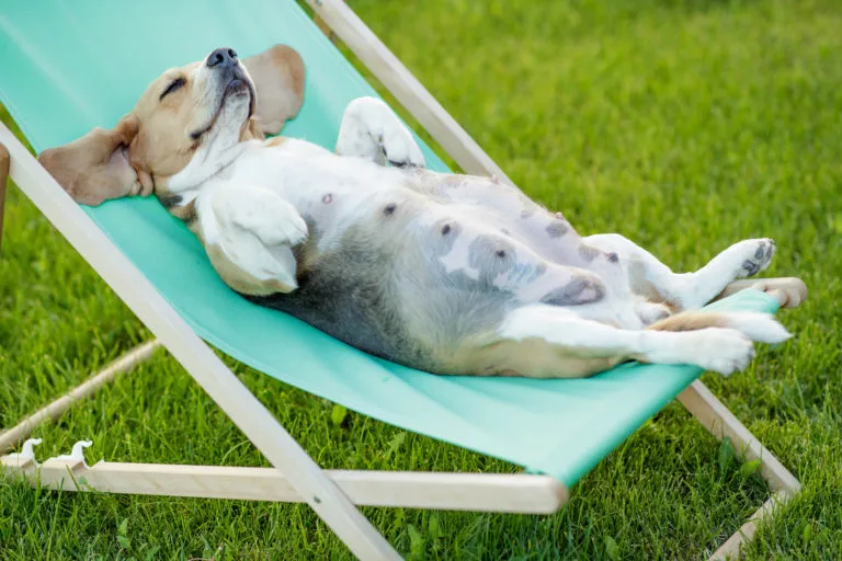 scheinträchtigkeit beim hund scheinträchtigkeit beim hund