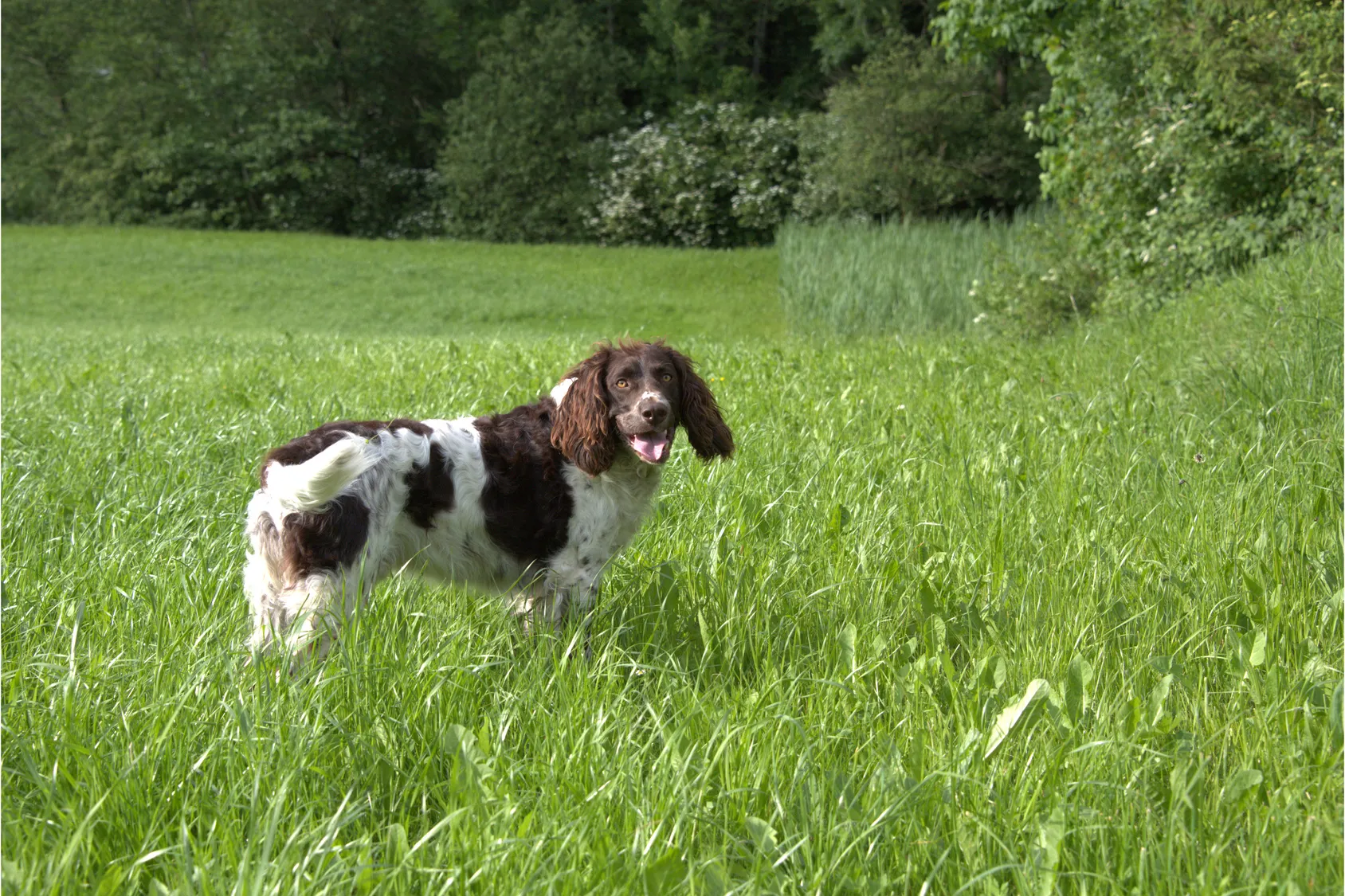 zweifarbig deutscher wachtelhund