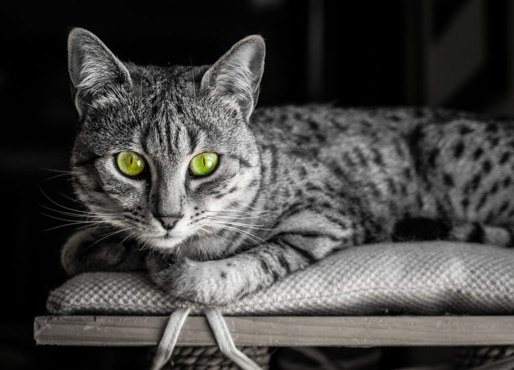 ägyptische mau grüne augen ägyptische mau grüne augen